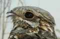 Обыкновенный козодой фото (Caprimulgus europaeus) - изображение №1687 onbird.ru.<br>Источник: www.hawar-islands.com